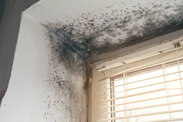 Affordable Mold Removal solutions in Oakhurst, NJ
